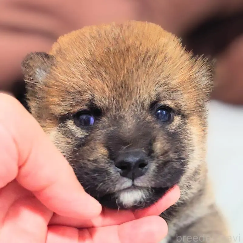 販売中の大阪府の柴犬-454742の6枚目