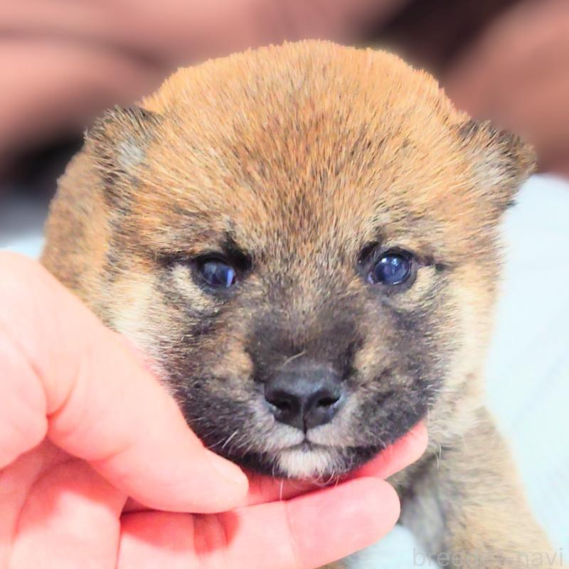 販売中の大阪府の柴犬-454742の5枚目