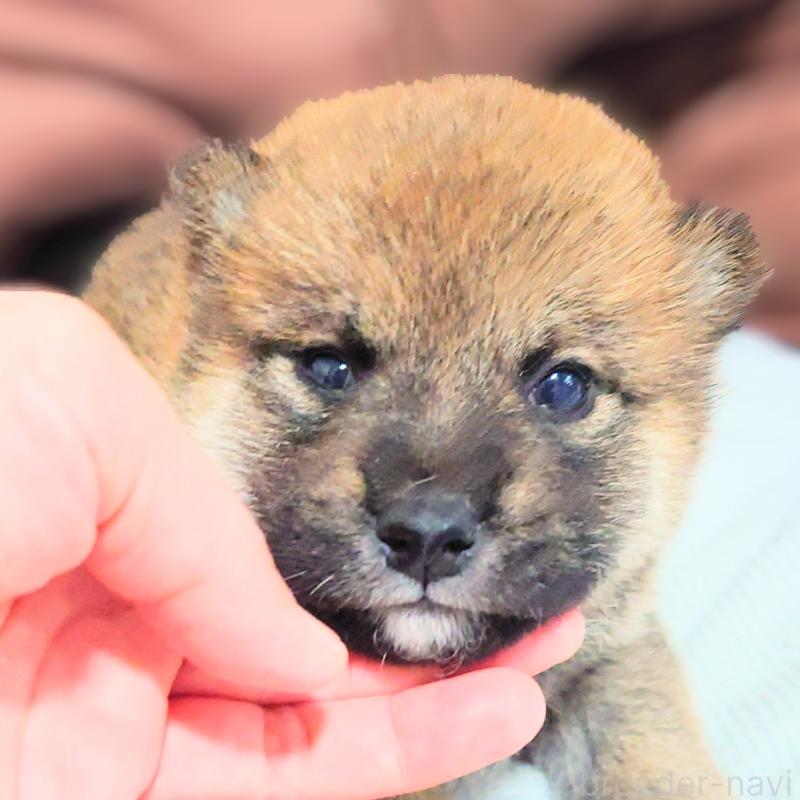 販売中の大阪府の柴犬-454742の4枚目