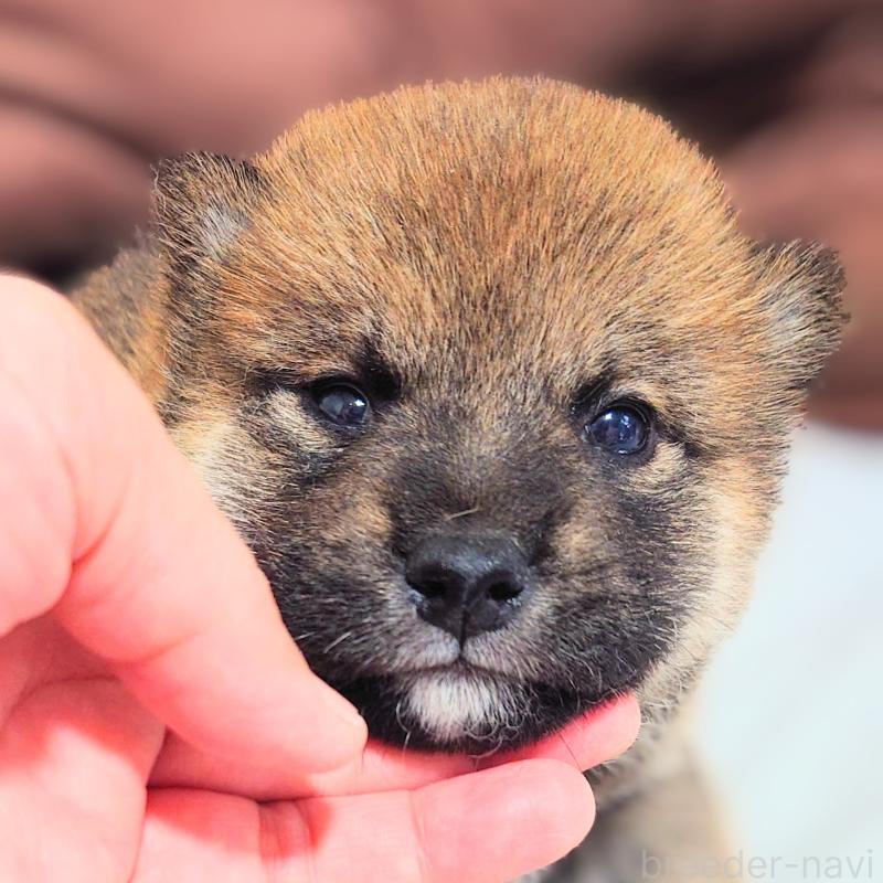 販売中の大阪府の柴犬-454742の3枚目