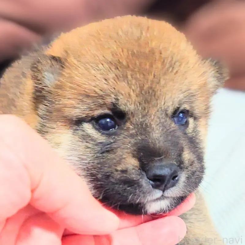販売中の大阪府の柴犬-454742の2枚目