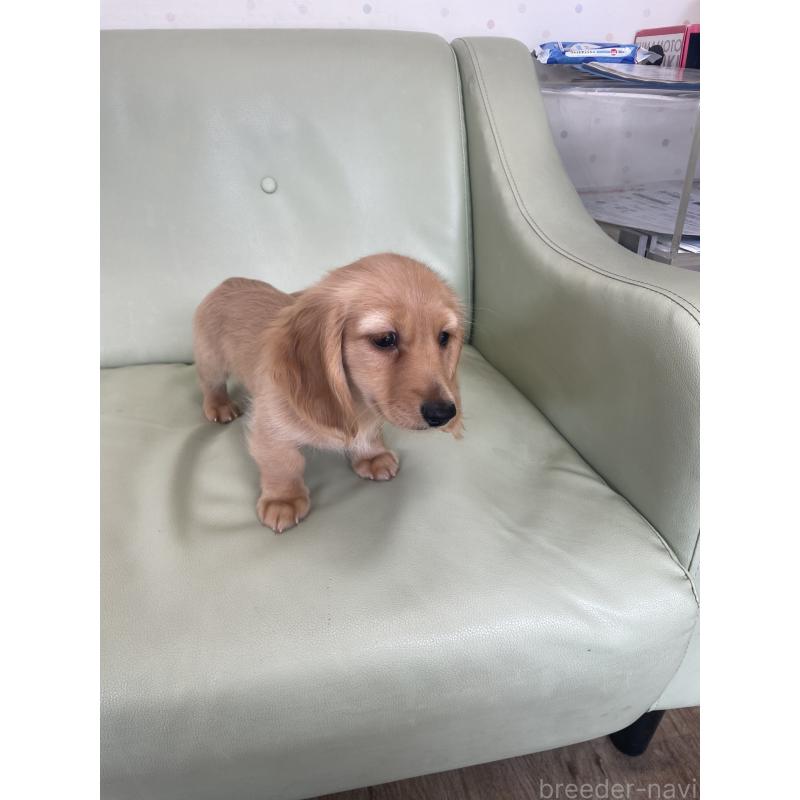 販売中の福岡県のカニンヘンダックスフンド(ロングヘアード)-445185の3枚目