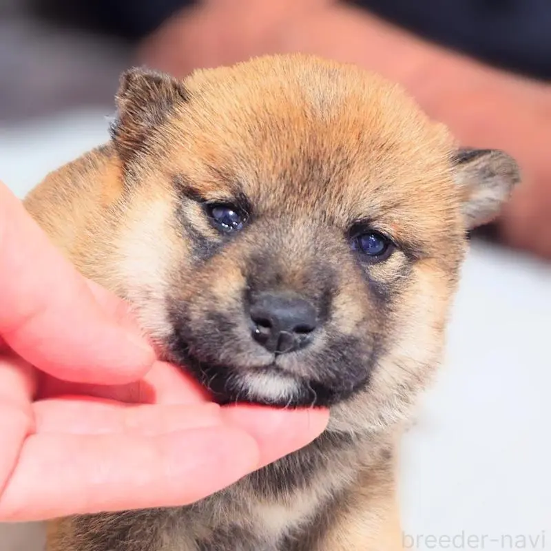 販売中の大阪府の柴犬-454743の9枚目