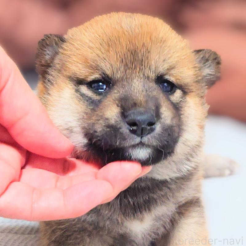 販売中の大阪府の柴犬-454743の8枚目