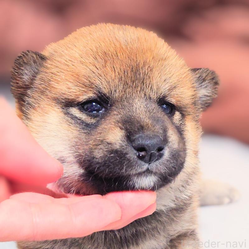 販売中の大阪府の柴犬-454743の7枚目