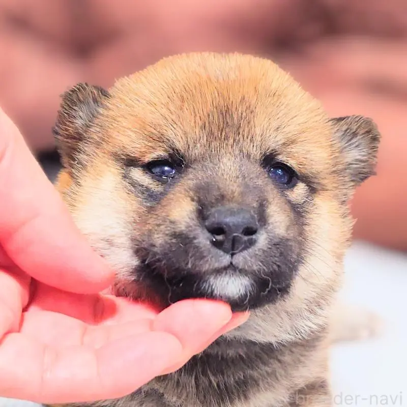 販売中の大阪府の柴犬-454743の6枚目