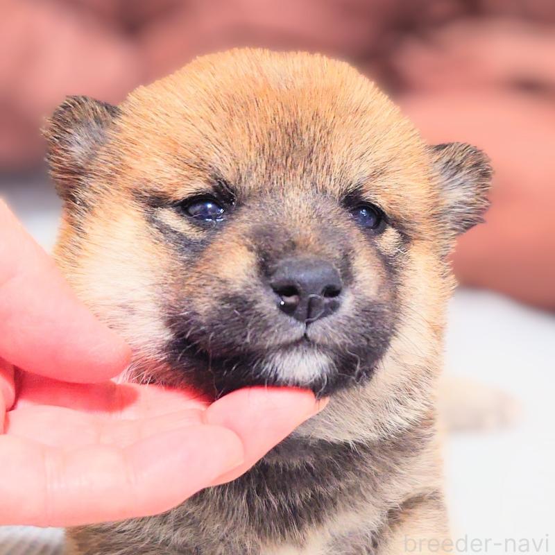 販売中の大阪府の柴犬-454743の4枚目
