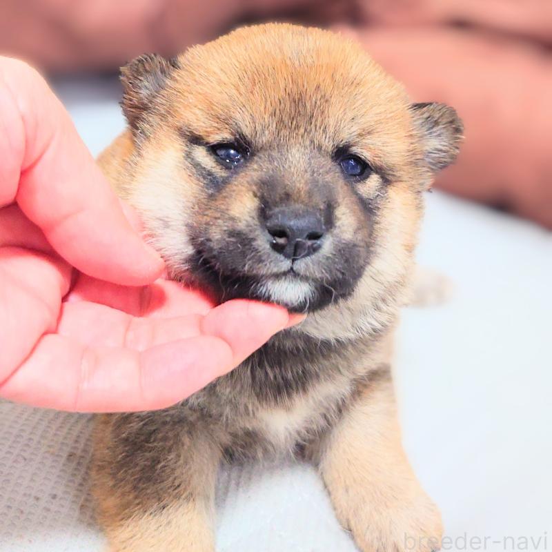 販売中の大阪府の柴犬-454743の3枚目