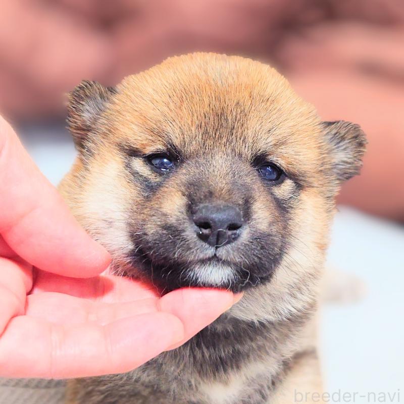 販売中の大阪府の柴犬-454743の2枚目