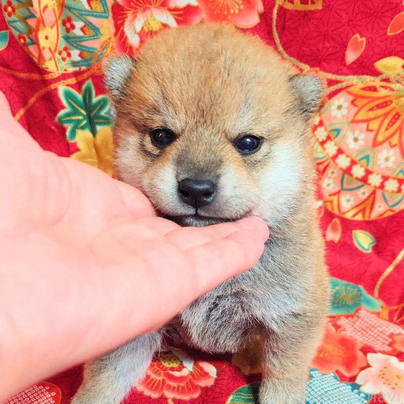 販売中の大阪府の柴犬-454745の16枚目