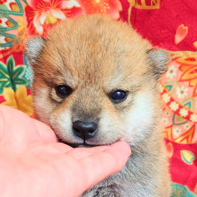 販売中の大阪府の柴犬-454745の15枚目