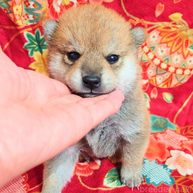 販売中の大阪府の柴犬-454745の14枚目