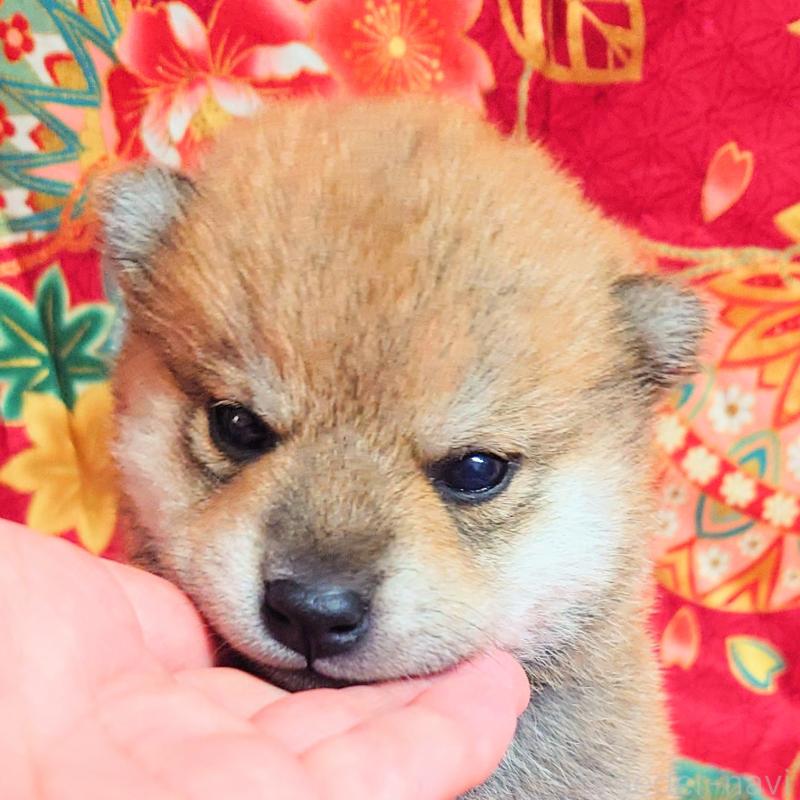 販売中の大阪府の柴犬-454745の13枚目