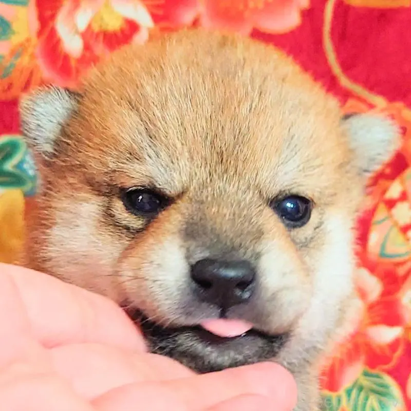 販売中の大阪府の柴犬-454745の12枚目