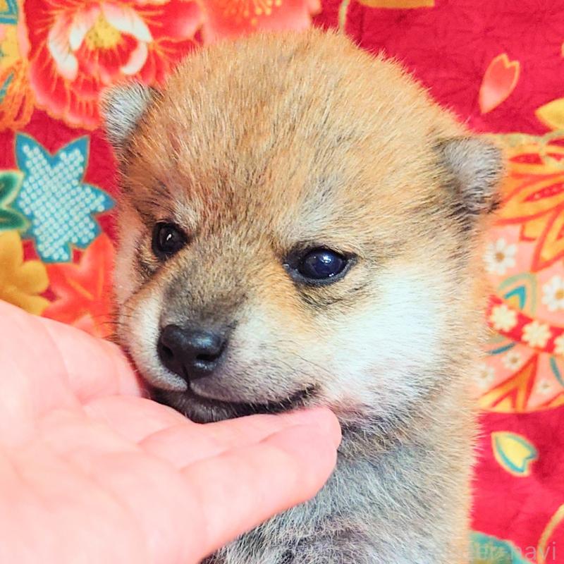 販売中の大阪府の柴犬-454745の11枚目