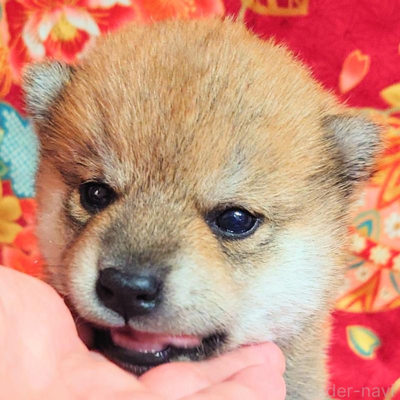 販売中の大阪府の柴犬-454745の10枚目