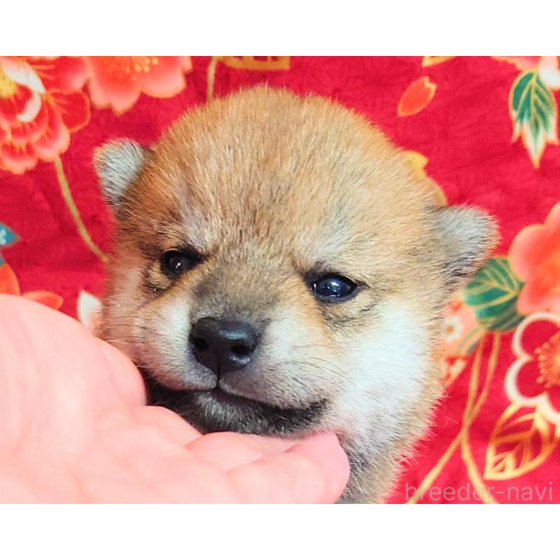 販売中の大阪府の柴犬-454745の9枚目