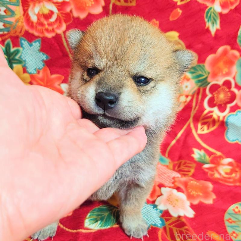 販売中の大阪府の柴犬-454745の8枚目