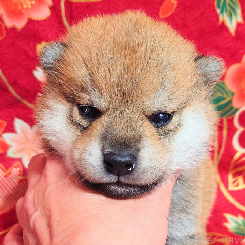 販売中の大阪府の柴犬-454745の7枚目