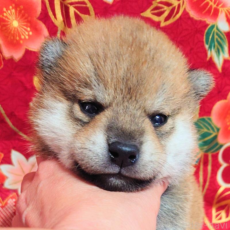 販売中の大阪府の柴犬-454745の6枚目