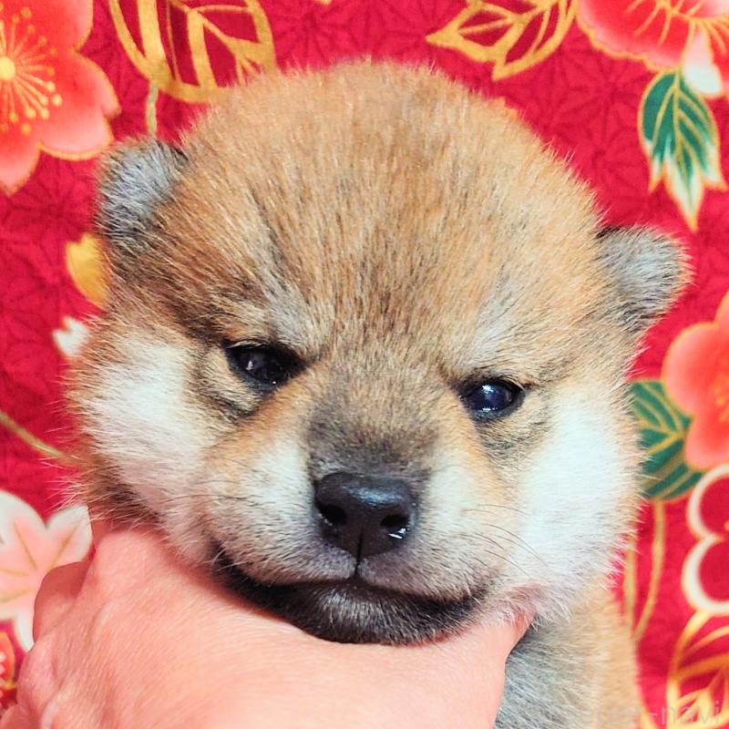 販売中の大阪府の柴犬-454745の5枚目