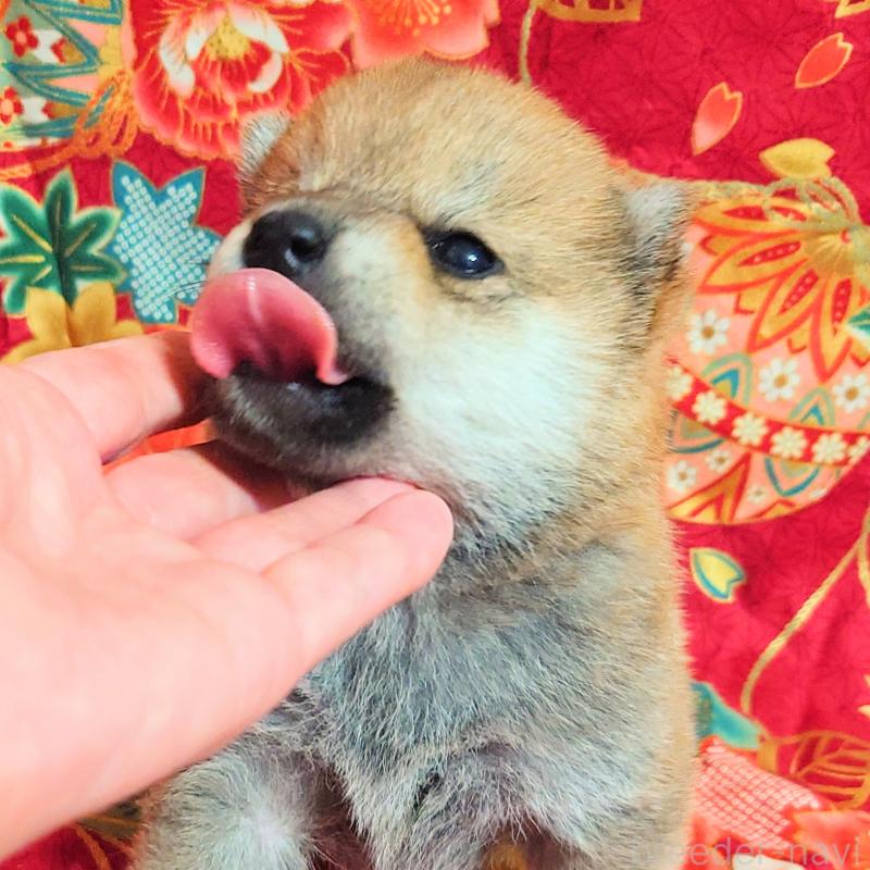 販売中の大阪府の柴犬-454745の3枚目