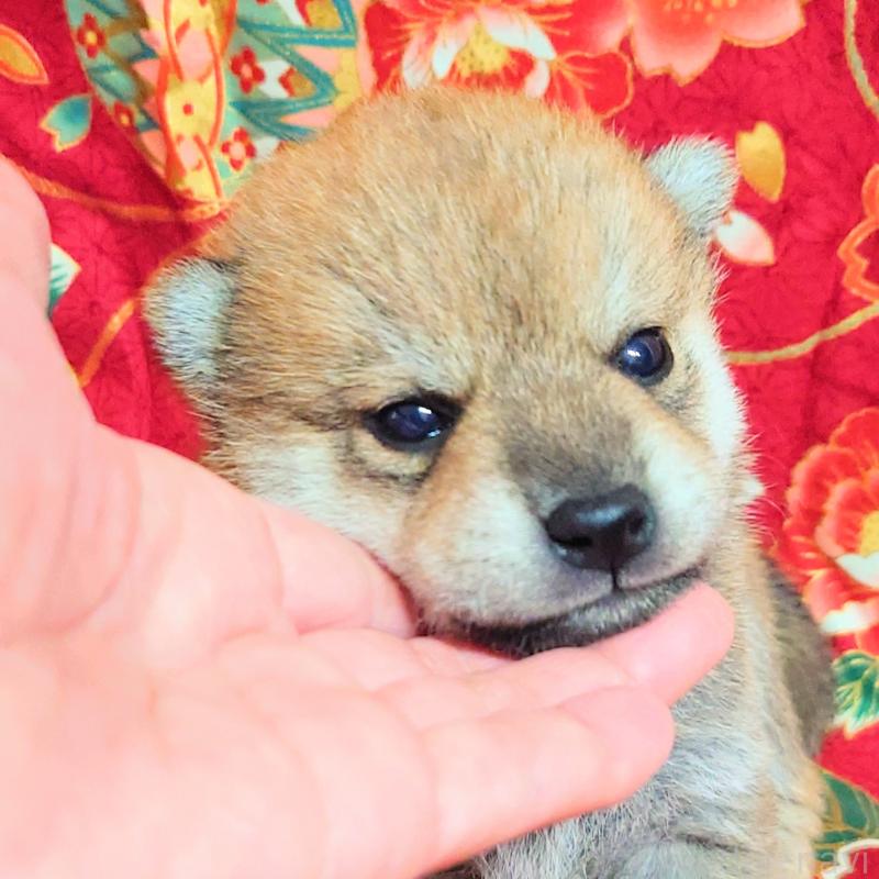 販売中の大阪府の柴犬-454745の2枚目