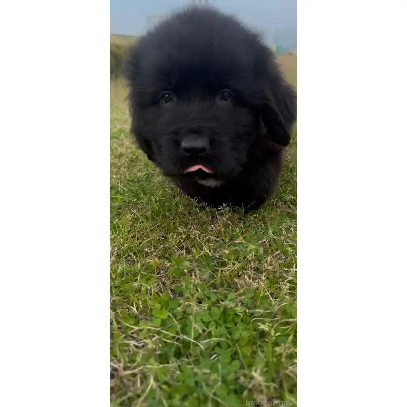 販売中の佐賀県のニューファンドランド-454746の5枚目