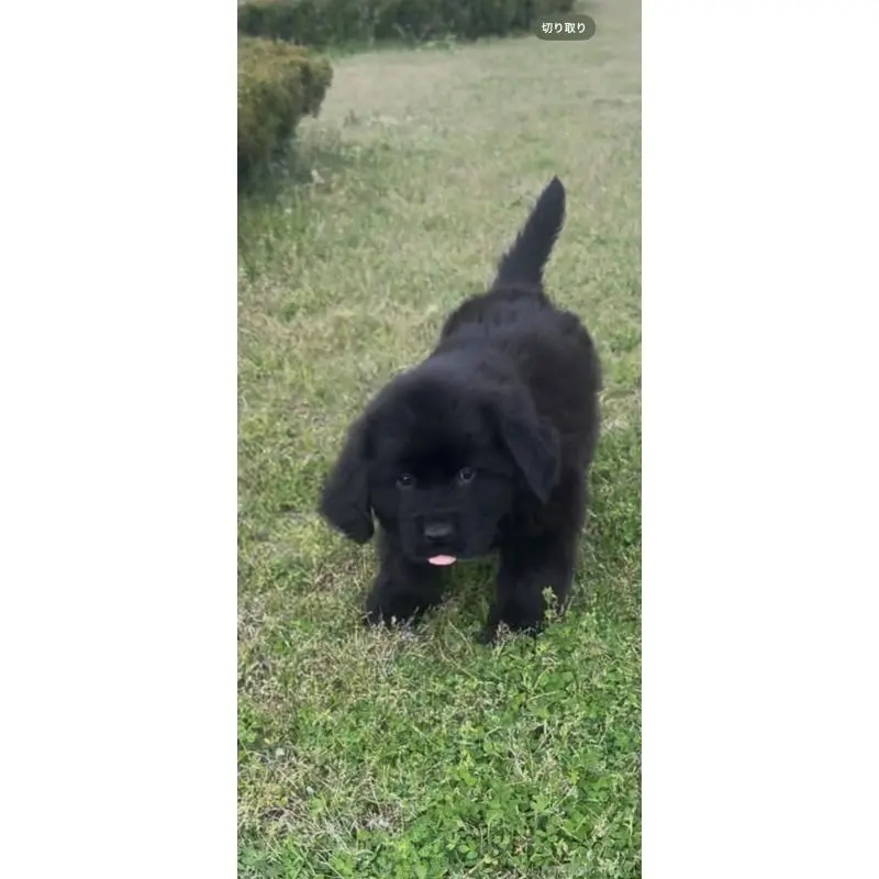 販売中の佐賀県のニューファンドランド-454746の4枚目