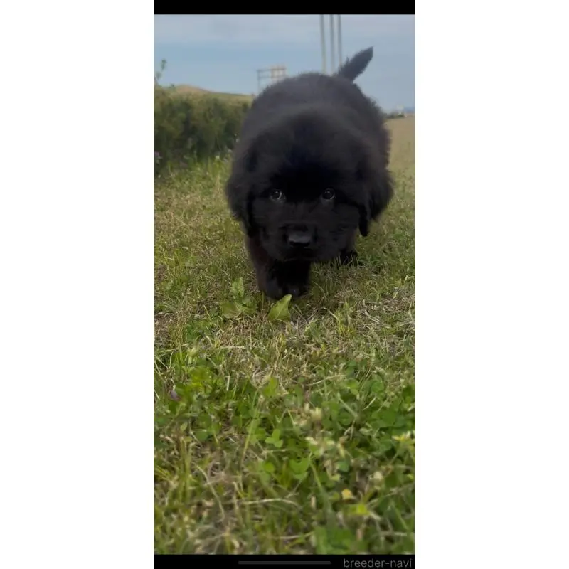 販売中の佐賀県のニューファンドランド-454746の3枚目