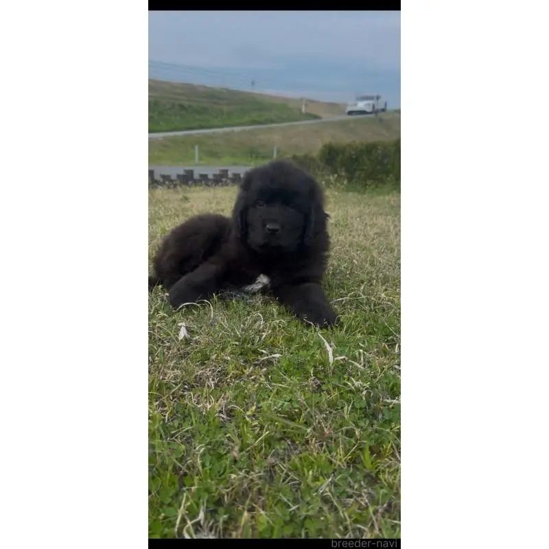 販売中の佐賀県のニューファンドランド-454746の2枚目