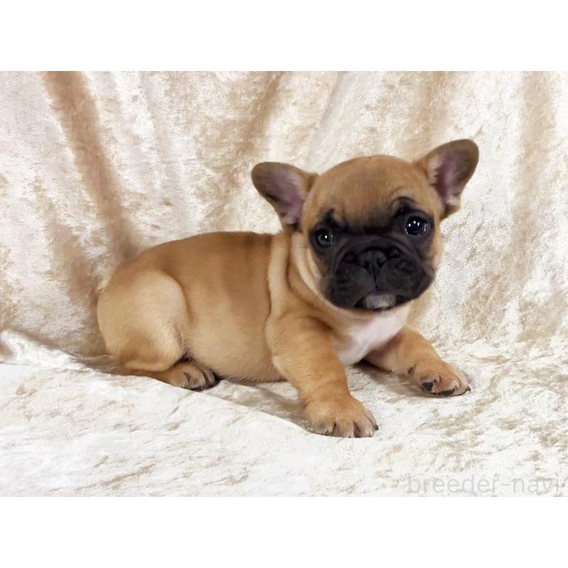 販売中の宮城県のフレンチブルドッグ-454747の3枚目