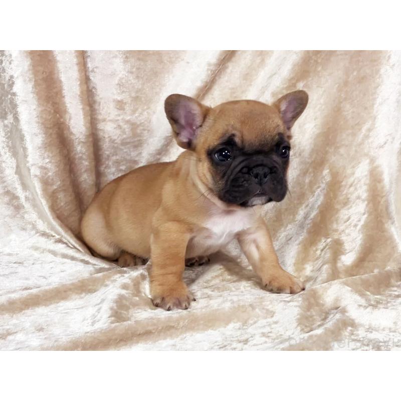 販売中の宮城県のフレンチブルドッグ-454747の2枚目