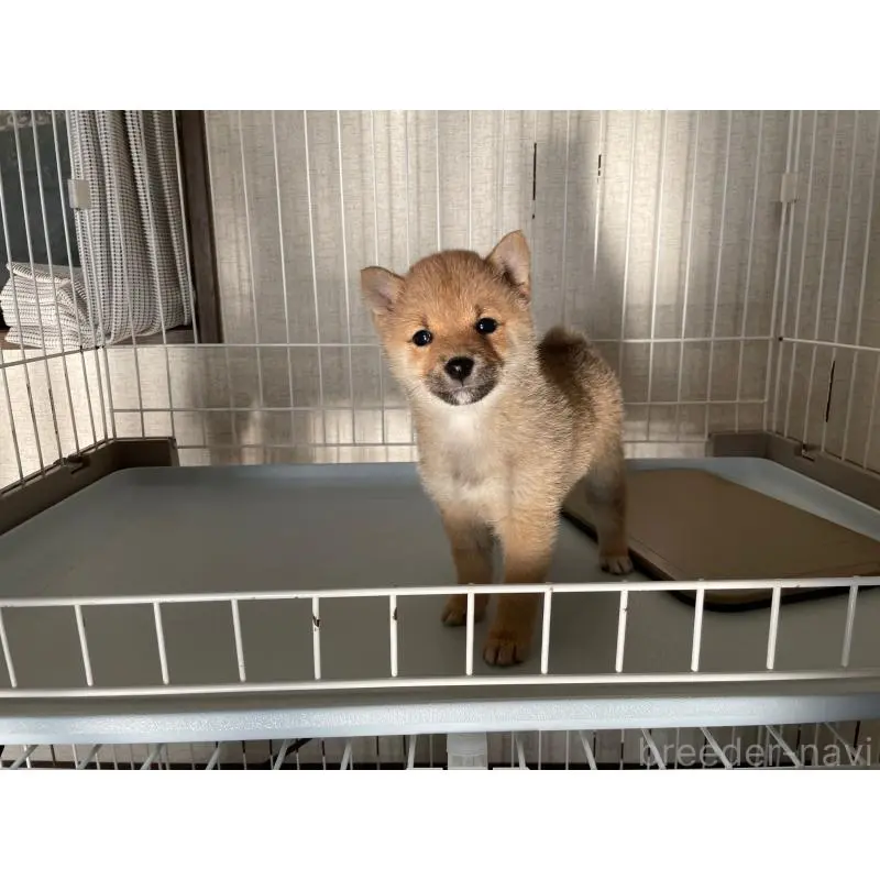 販売中の兵庫県の豆柴-454749の5枚目