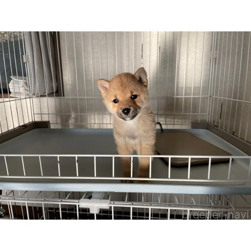 販売中の兵庫県の豆柴-454749の4枚目