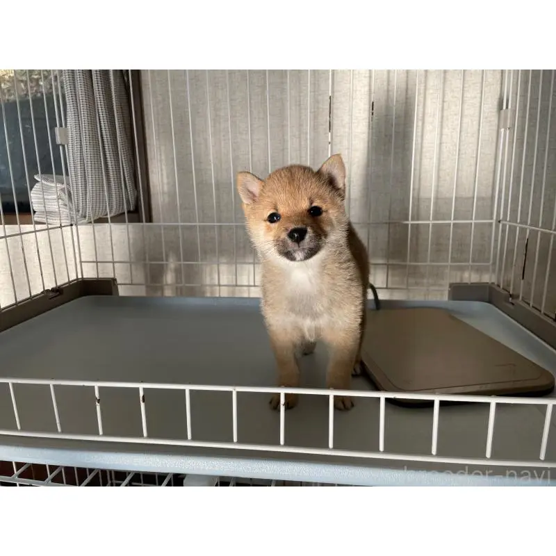 販売中の兵庫県の豆柴-454749の3枚目