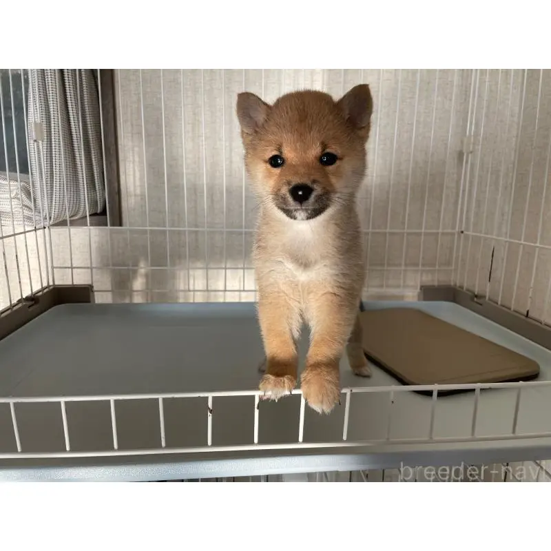 販売中の兵庫県の豆柴-454749の2枚目