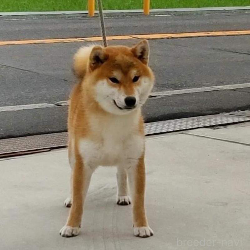 桜神龍くん2枚目