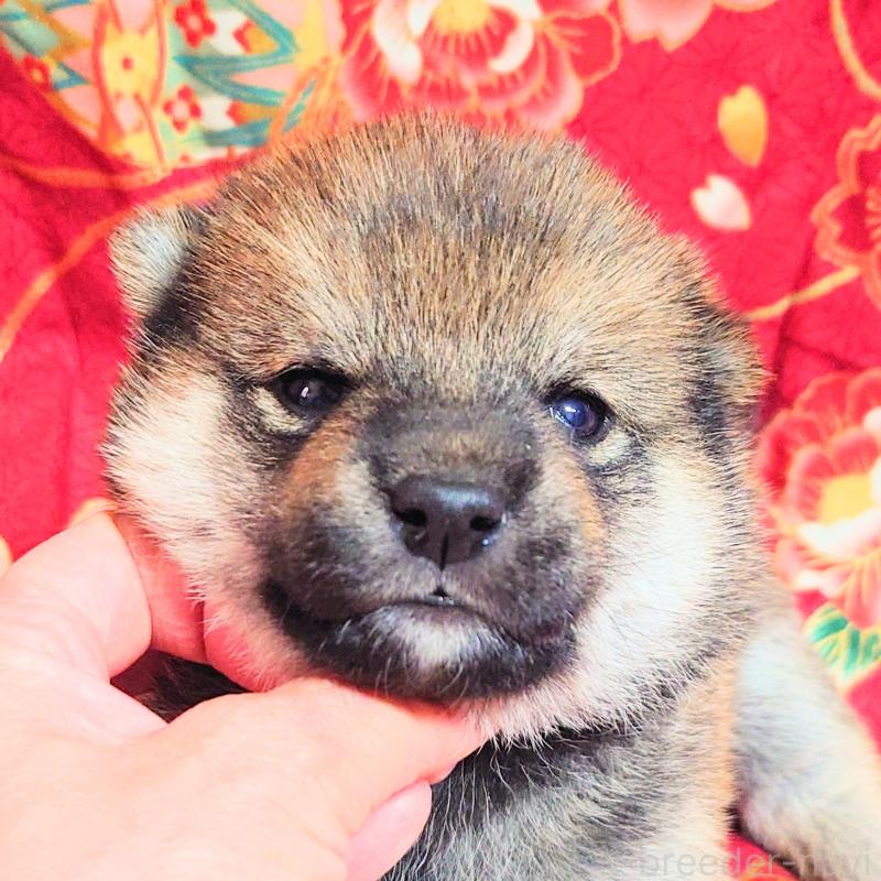 販売中の大阪府の柴犬-454748の15枚目