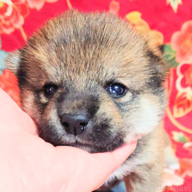 販売中の大阪府の柴犬-454748の14枚目