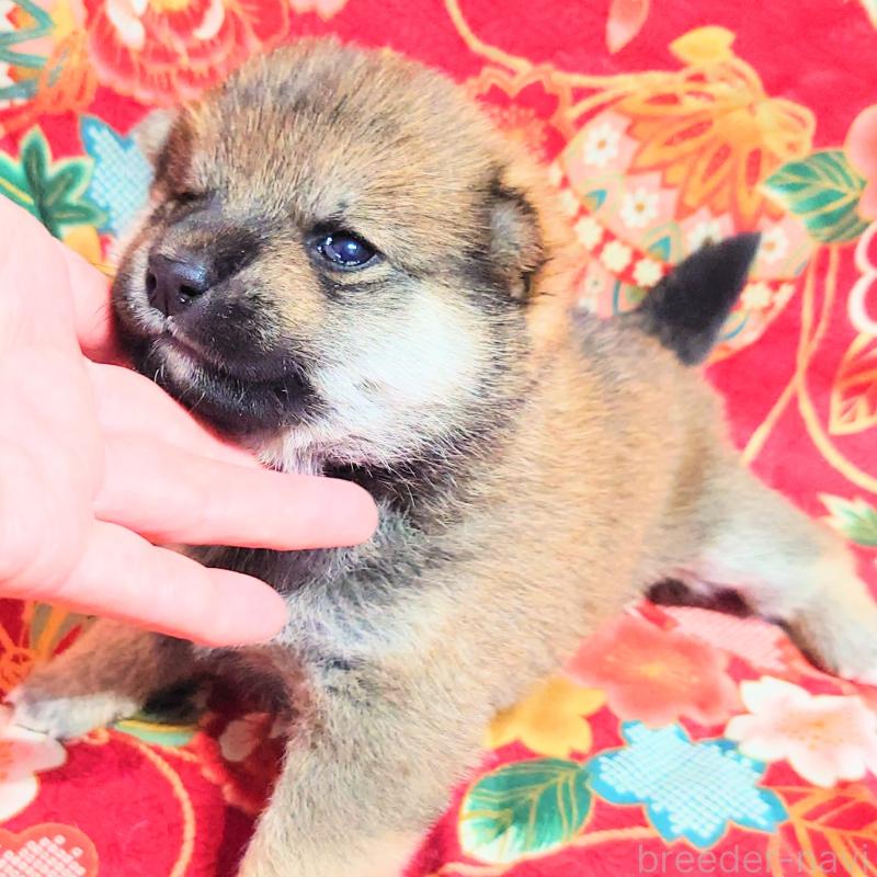 販売中の大阪府の柴犬-454748の13枚目