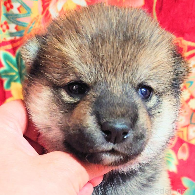 販売中の大阪府の柴犬-454748の12枚目