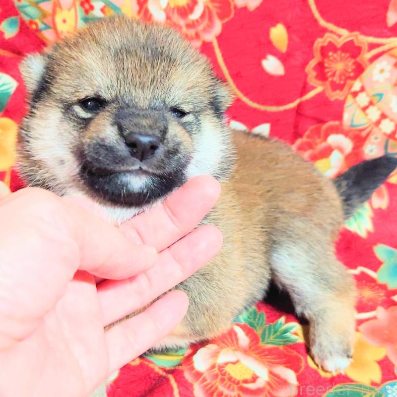 販売中の大阪府の柴犬-454748の11枚目