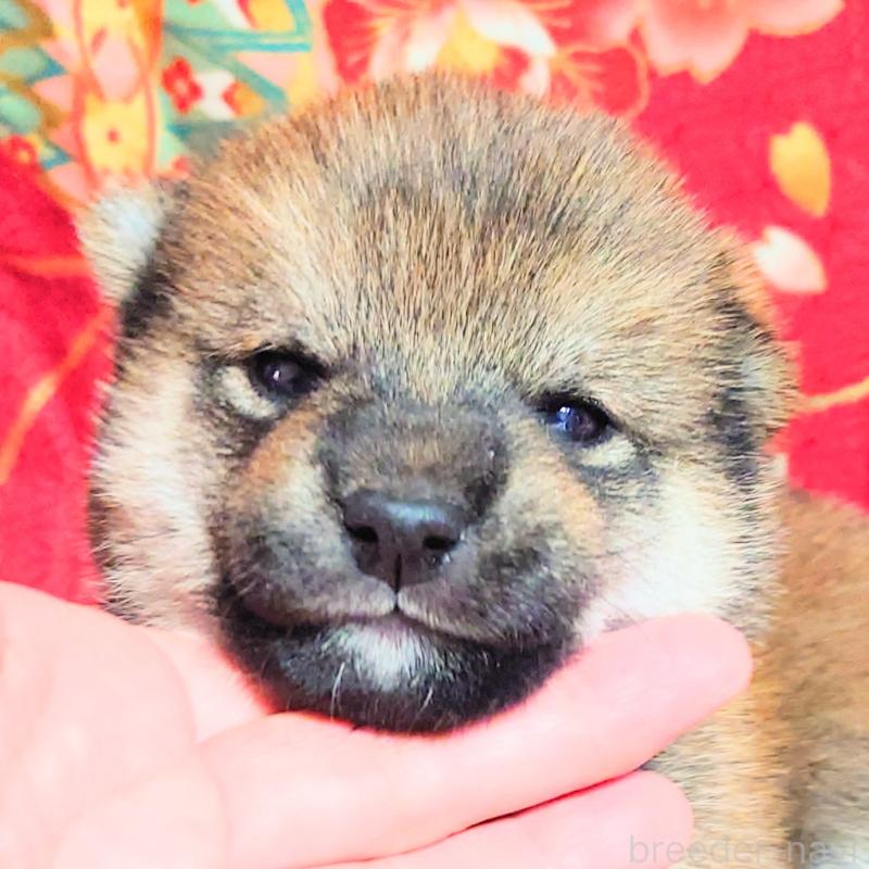 販売中の大阪府の柴犬-454748の10枚目