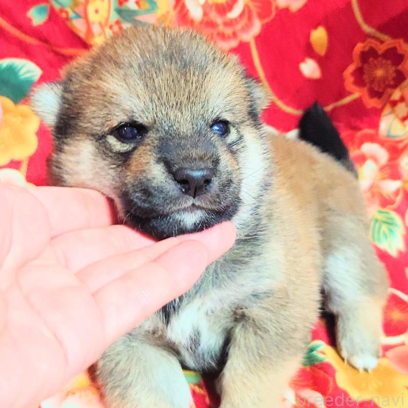 販売中の大阪府の柴犬-454748の9枚目