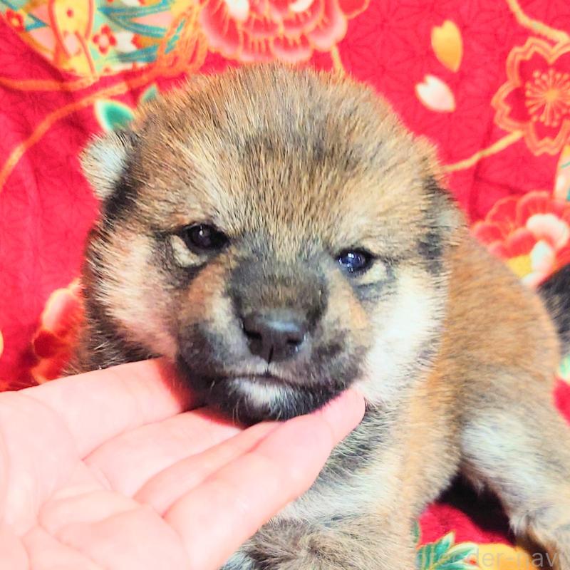 販売中の大阪府の柴犬-454748の8枚目