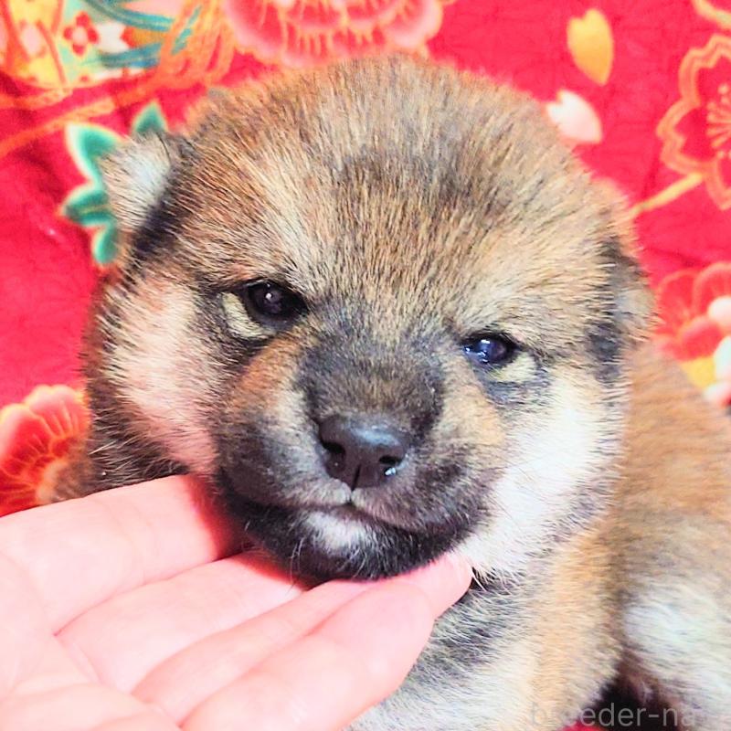 販売中の大阪府の柴犬-454748の7枚目