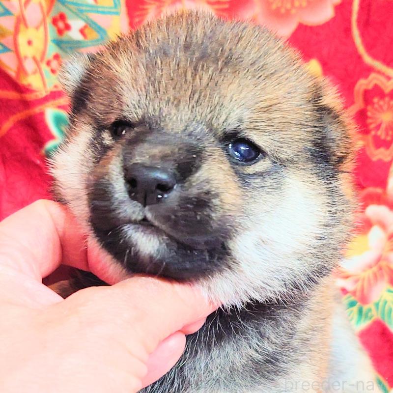 販売中の大阪府の柴犬-454748の6枚目