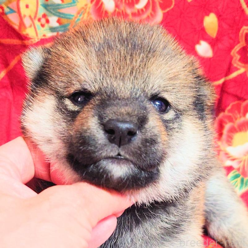 販売中の大阪府の柴犬-454748の5枚目