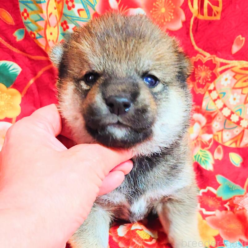 販売中の大阪府の柴犬-454748の4枚目